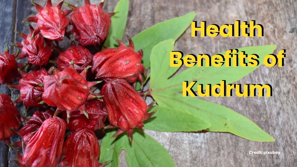 kudrum-roselle-bihar-fruit